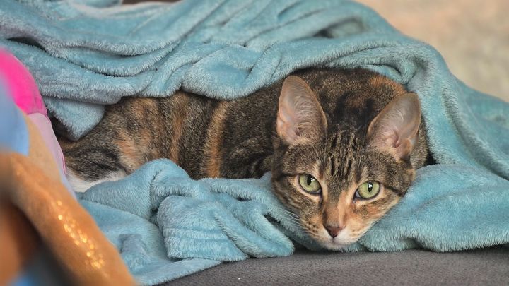 Help my Cat Have a Peaceful Passing campaign photo, 1 of 8