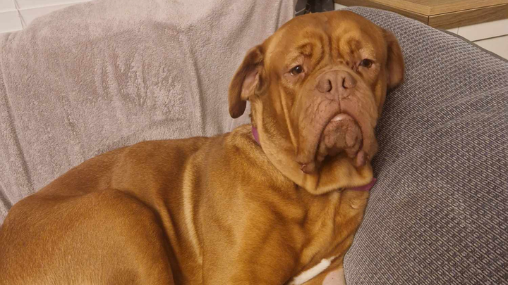 ‼️ Lola needs help to live a pain free life‼️ campaign photo, 1 of 6