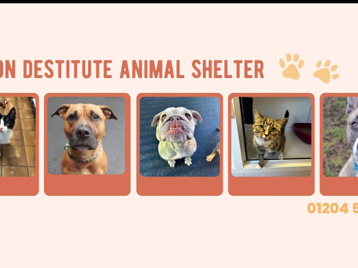 Raise Money for a Local Animal Shelter For Valerie campaign photo, 1 of 6