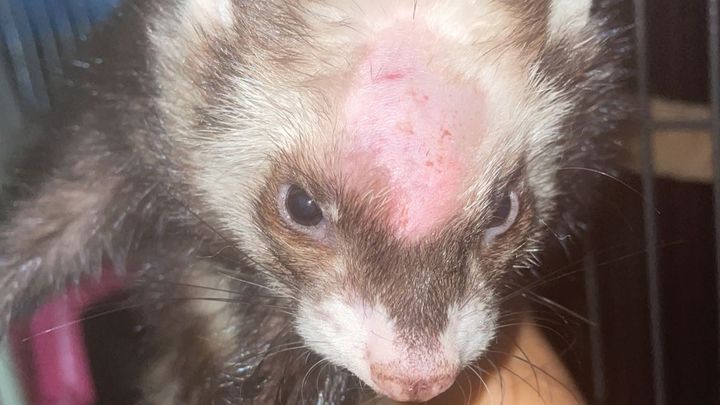 Tumor removal surgery for Loki campaign photo, 1 of 2