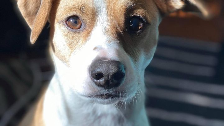 Support Ivy's Urgent Surgery campaign photo, 1 of 4