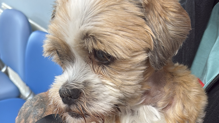 Please help Charlie. campaign photo, 1 of 6