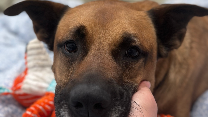 Support Foster Dog Cody's Boarding to Avoid Deadly Virus campaign photo, 1 of 7
