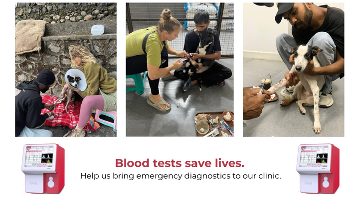 Help Us Bring a Life-Saving Machine to Our Rescue Clinic campaign photo, 1 of 3