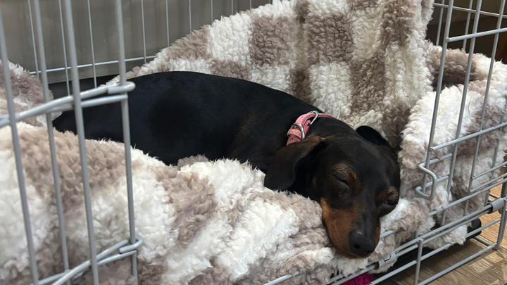 My Dog needs Surgery campaign photo, 1 of 6