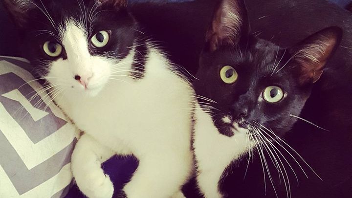 Help Stinky Get Life-Saving Surgery campaign photo, 1 of 7
