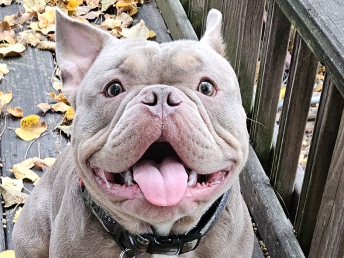 Donate for Bossman's New Safe Stairs campaign photo, 1 of 3