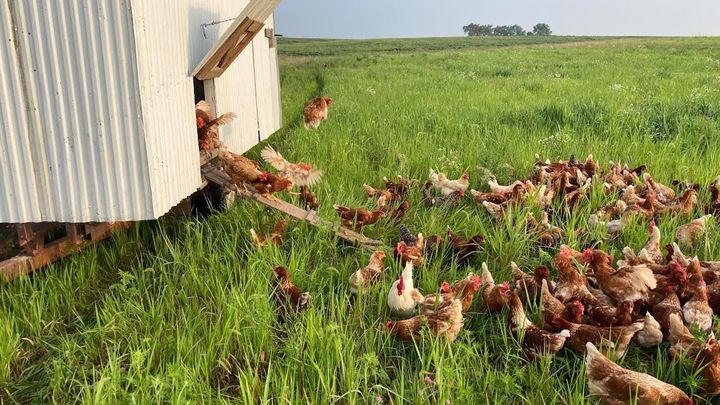 Support Living Light Farms' Egg Processing Upgrade campaign photo, 1 of 4