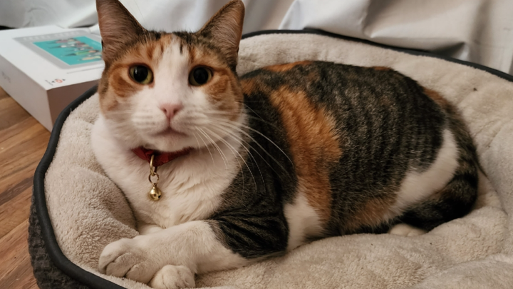Help Flurry Get Dental Treatment campaign photo, 1 of 7