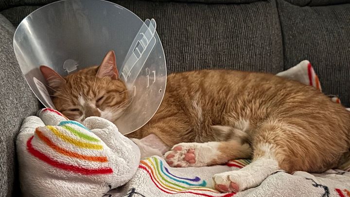 Help for Wally's Unexpected Vet Bills campaign photo, 1 of 7