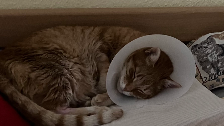 Heilbehandlung für Kater Pepe bitte unterstützen campaign photo, 1 of 4