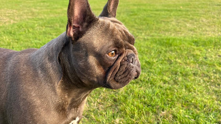 My dog surgery campaign photo, 1 of 4