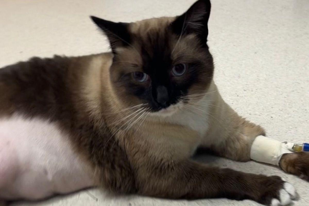 Fundraiser by Walter Sanchez : Help with Emergency Vet Bills ...