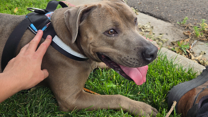 Keep Bruce Safe: Help Us Reunite campaign photo, 1 of 8