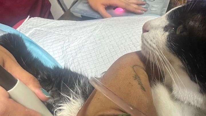 Foto de la recaudación de fondos Mi gatito y yo contra la enfermedad: Ayúdanos a sanar, 1 de 7