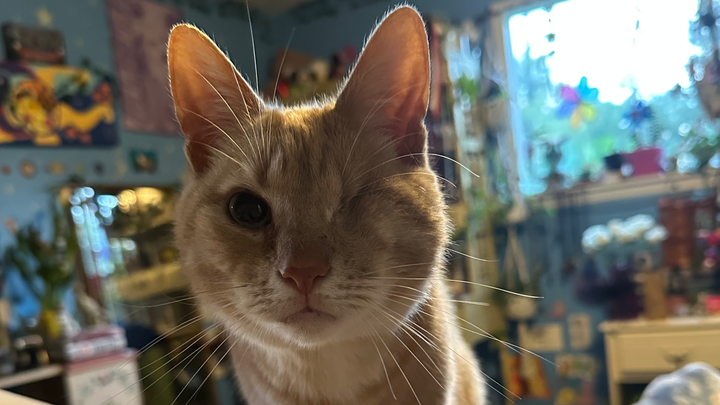 Help Egg Get Life-Saving Dental Surgery campaign photo, 1 of 6