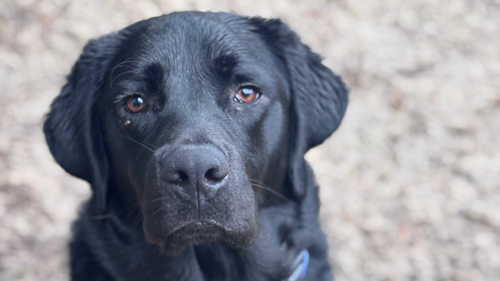 A Service Dog for Maddy’s Healing and Joy campaign photo, 1 of 8