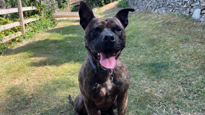 Help Simba Have an Assessment to Get Him De-Exempted campaign photo, 1 of 8