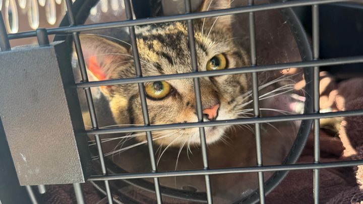 Help Brook Save Spade from Urinary Blockage campaign photo, 1 of 5