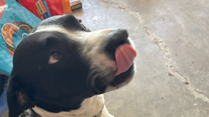 Help Ringo Recover After Surgery campaign photo, 1 of 6