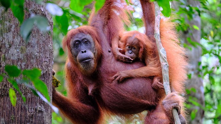 Joshua save the Orangutans in Borneo campaign photo, 1 of 3