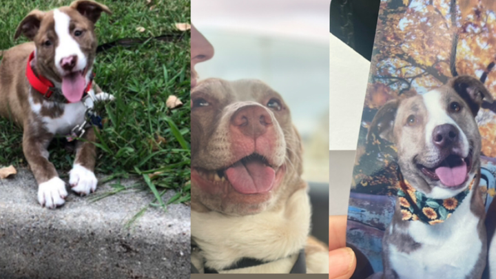 Help Bring Ivy Home: Cremation Fund campaign photo, 1 of 4