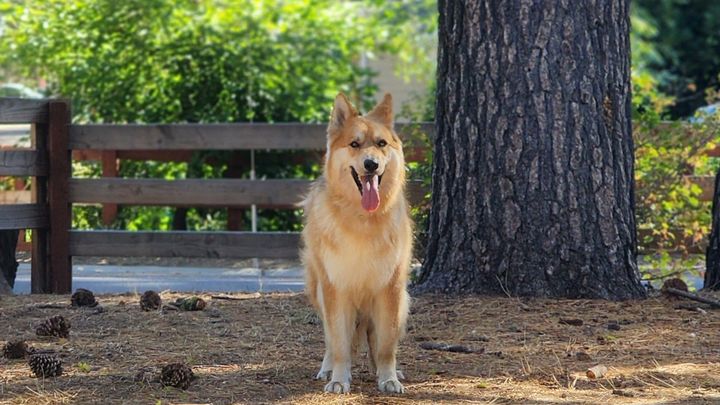 I'm Walking 30 Miles with My Dog for American Cancer Society campaign photo, 1 of 3