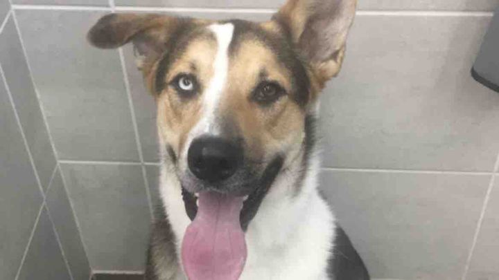 Reggie’s Recovery (Hit and Run) campaign photo, 1 of 2