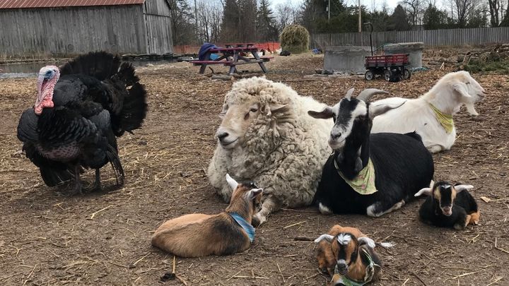 Help Feed the Animals at Wild Things Petting Farm campaign photo, 1 of 3