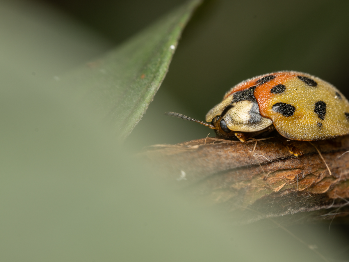 Ayúdame a descubrir nuevas especies de insectos campaign photo, 1 of 8
