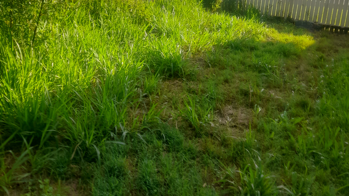To start a lawn mowing, landscaping,cleaning ecr campaign photo, 1 of 7