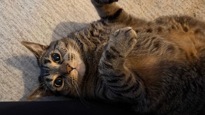 Donate to Zoey's Vet Care and Healing Journey campaign photo, 1 of 6