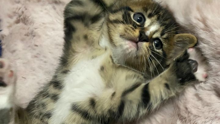 Join 4Paws4Claws: Giving Animals and People Second Chances campaign photo, 1 of 8