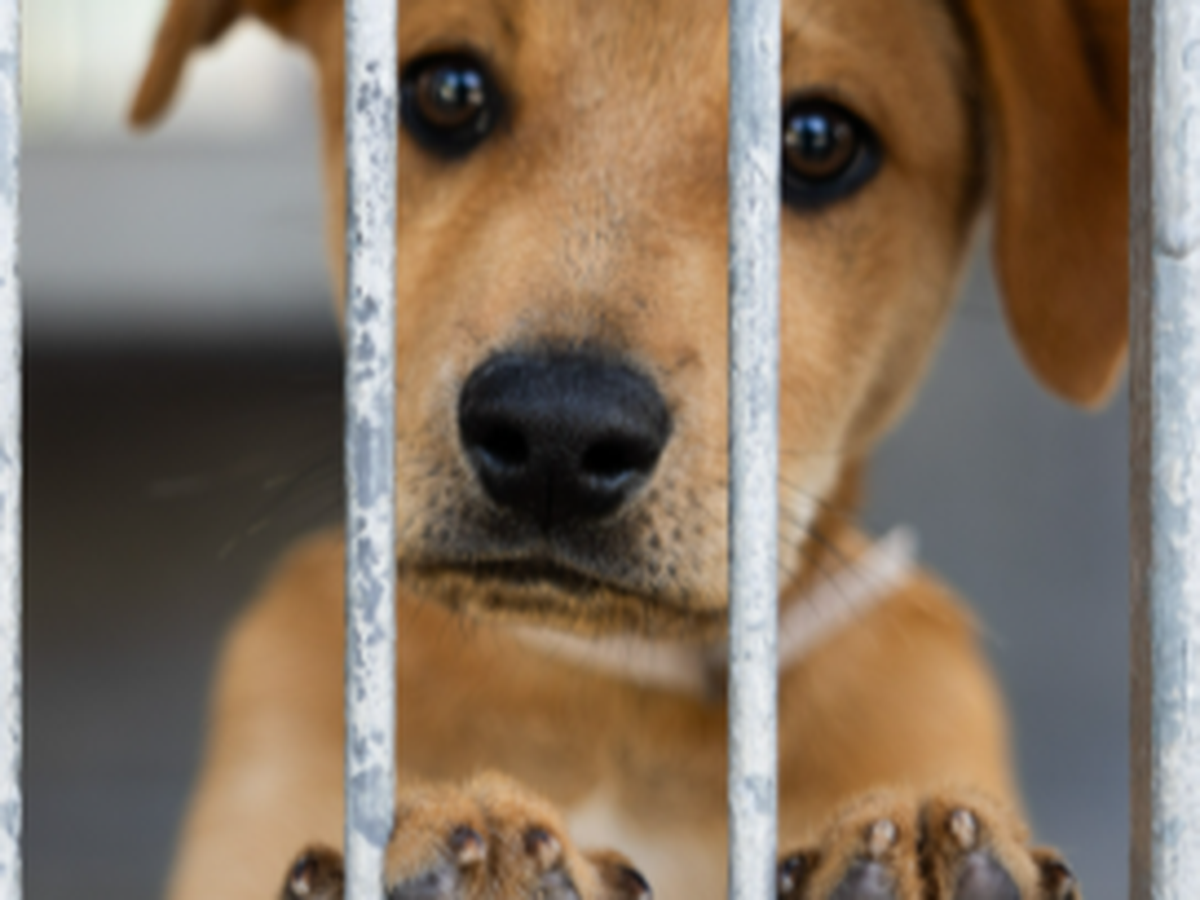 Support PAWS Chicago to save animals campaign photo, 1 of 3