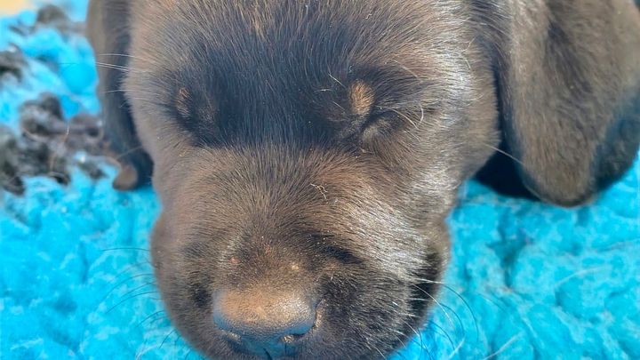 Hilfe für ein 13 jähriges Mädchen für einen Assistenzhund campaign photo, 1 of 5