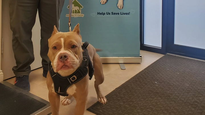 Help Sponsor "Free Spay & Neuter Day for Pit Bulls" campaign photo, 1 of 8