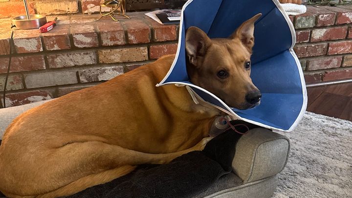 Help Our Dog Tom Petty Recover from a Bear Attack campaign photo, 1 of 8