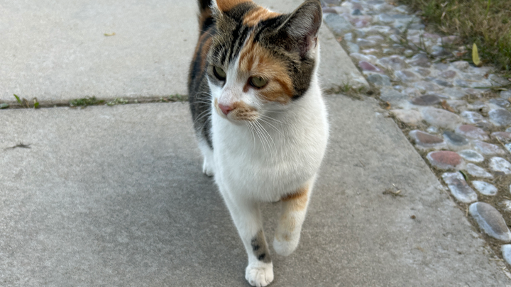 Help Support Vet Visit for Stray Cat with Lump campaign photo, 1 of 4