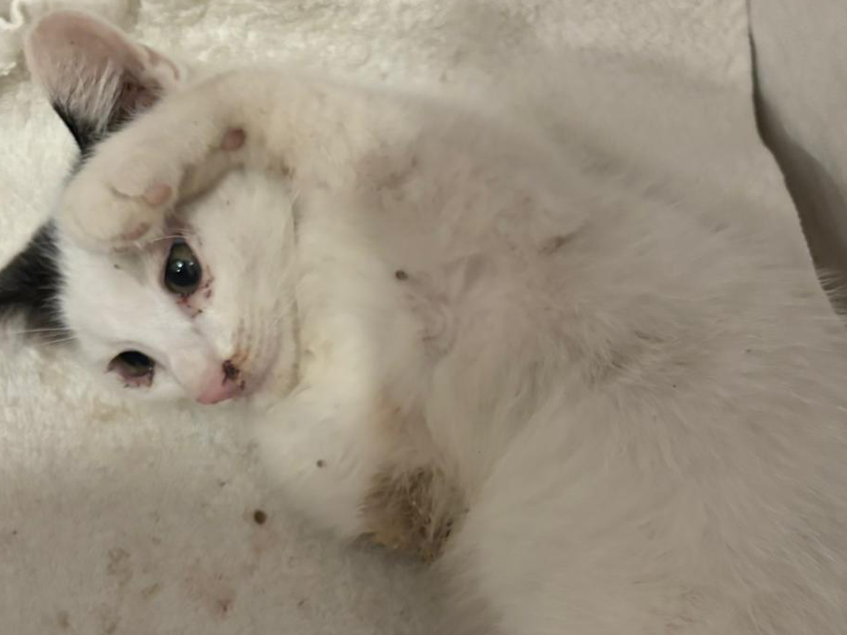 Portachiavi Acrilico Donna Portachiavi Gatto Bianco E Nero Carino - Regalo  Perfetto Per Amanti Degli Animali Portachiavi Acrilico Dono, image size:1200x900