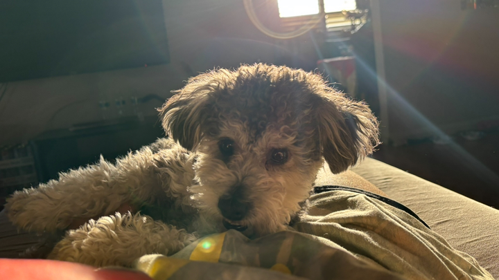 Support Rootbeer's Journey to Full Recovery campaign photo, 1 of 7