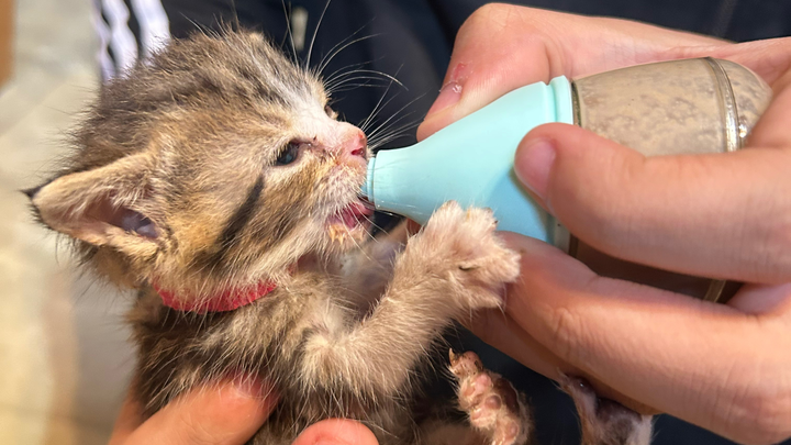 Lil' Bean Kitten Rescue campaign photo, 1 of 8