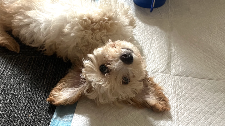 Support Whiskey's Journey to Recovery campaign photo, 1 of 4