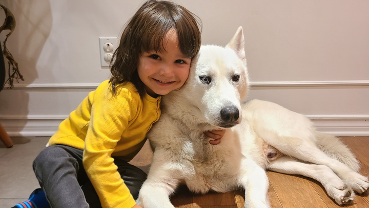 Help Our Husky Get His Operation Done campaign photo, 1 of 8