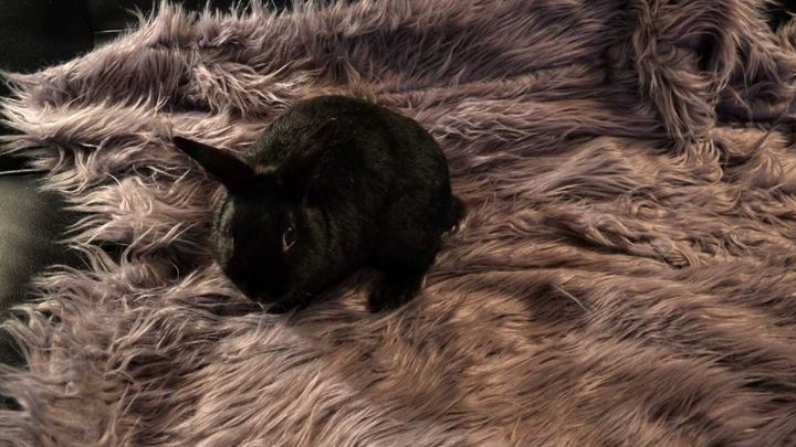 Help Our Bunny Get Life-Saving Surgery campaign photo, 1 of 7