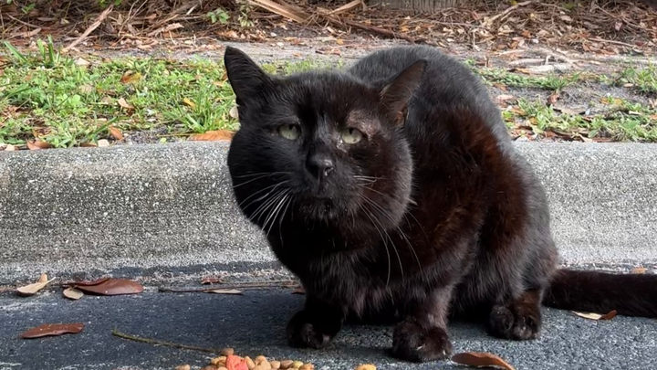 Fund Bruce's Trapping and Surgery Needs campaign photo, 1 of 4