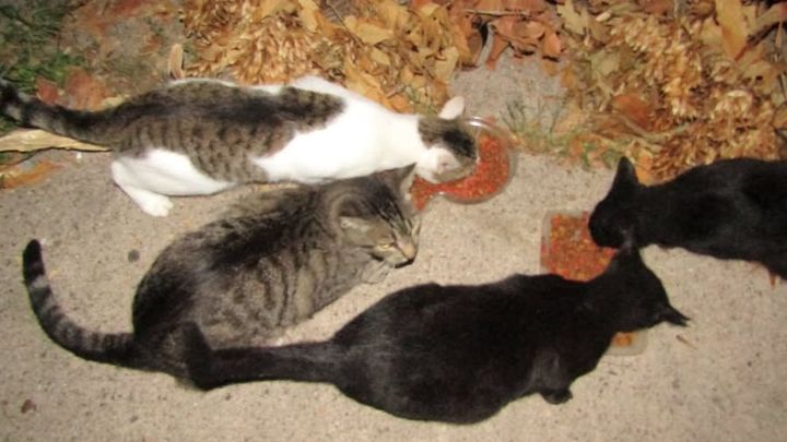 Help Metro Cat Rescue help Community Cats! campaign photo, 1 of 3