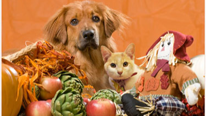 Thanksgiving Blessings for Miami-Dade’s Shelter Dogs & Cats campaign photo, 1 of 3