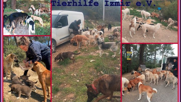 wir können die ca 350 Waldhunde vor den Hundefänger retten campaign photo, 1 of 4