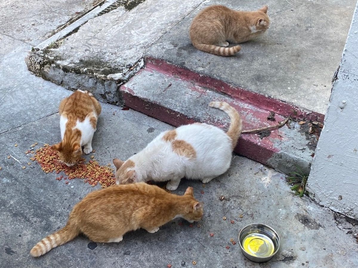 Fundraiser by Zarina Kiriakides : Help Miami's Stray Cats Get Food