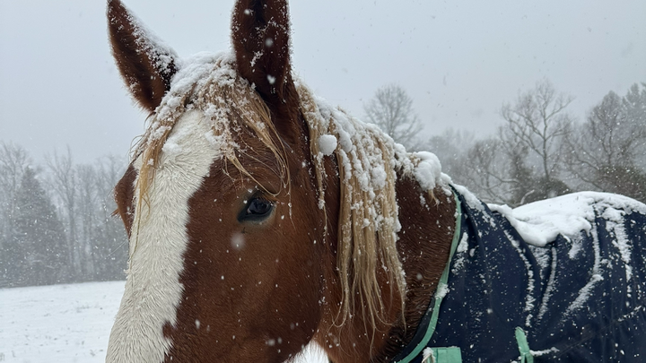 Winter 2025 - Save 4 Horses From The Slaughter Pipeline campaign photo, 1 of 2